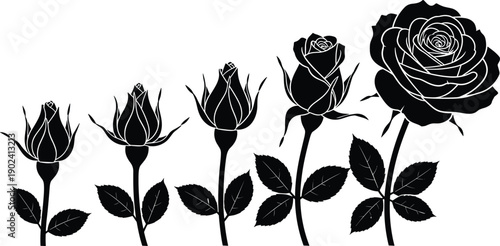 WebVector silhouette illustration collection showing the growth stages of a rose flower from small bud to full bloom isolated on white background for design.