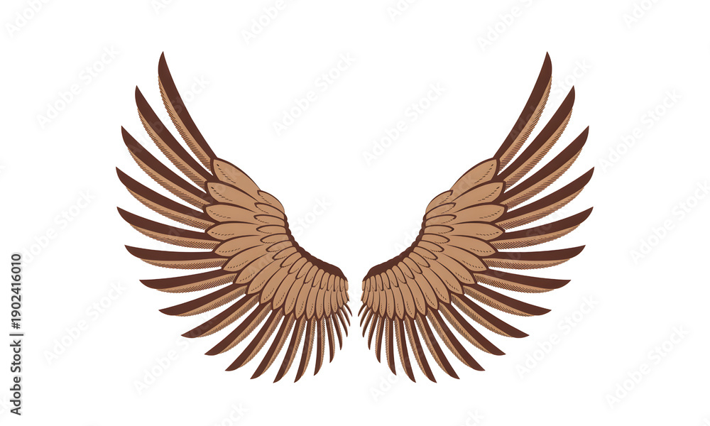 Obraz premium A pair of brown wings spread wide on a transparent background