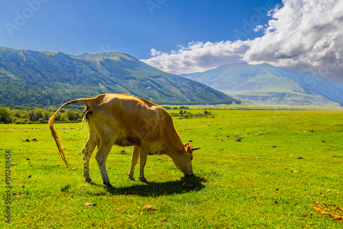 Fotografi A cow is seen urinating while grazing in a grassy meadow in Kyrgyzstan