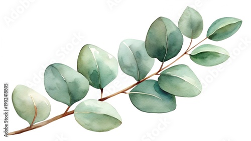 Eucalyptus Branch Watercolor Illustration Soft Green Leaves Delicate Stem Isolated White Background