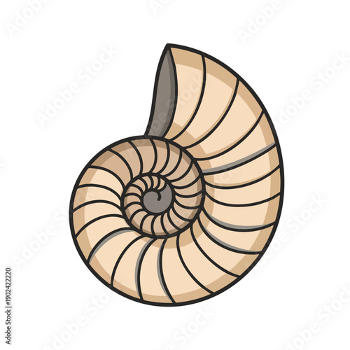 Vector illustration of a fossilized ammonite shell