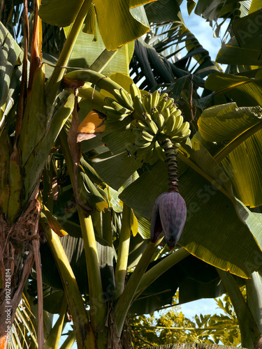 Banana tree with flower aesthetic photo Phillipines