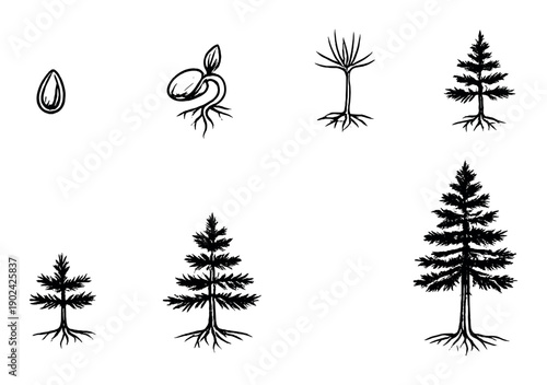 Growth stages of a tree from seed to full maturity