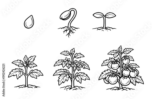 Tomato plant growth stages: seed to fruit
