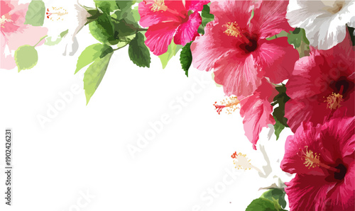 Jasne i żywe kwiaty hibiskusa z zielonymi liśćmi tworzące radosną kompozycję na białym tle.
