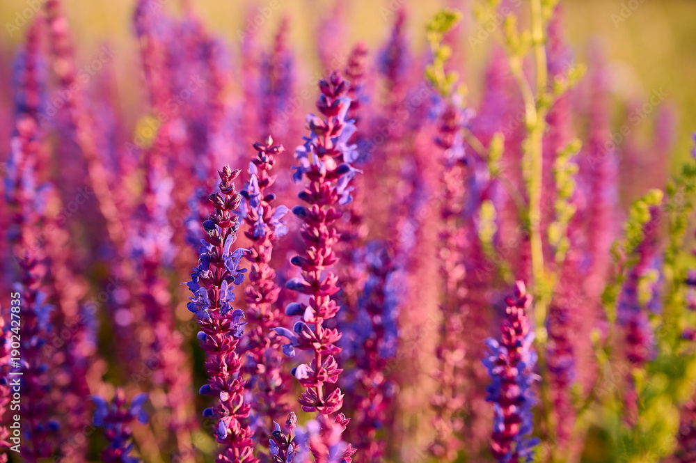 Fototapeta premium Purple sage flowers blooms in the summer meadow.