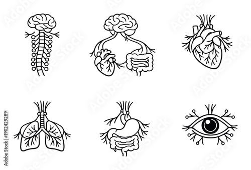 Monochrome anatomy icons: brain, heart, lungs, stomach, eye, spine