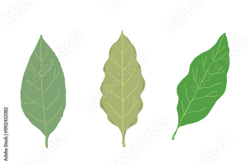Three Bay Leaves Set (Fresh and Dried)