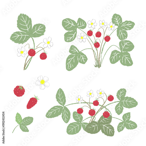Slika na platnu Wild Strawberry Elements Set Vector