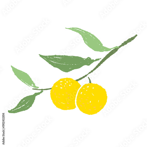 Yuzu Branch with Two Ripe Fruits
