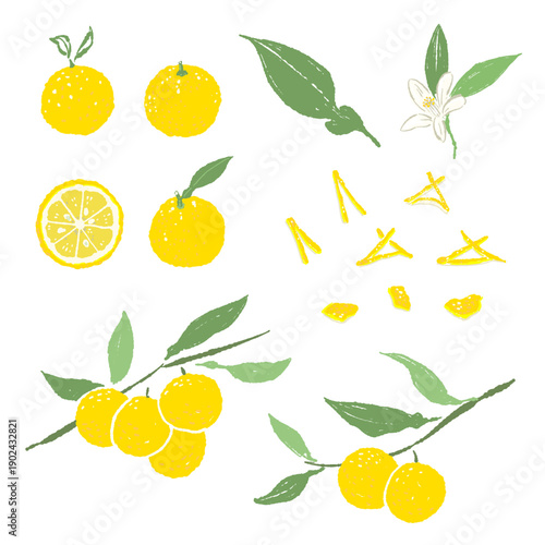 Yuzu Plant Collection (Fruit, Flower, Leaf, Peel)