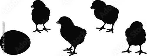 Chicken chick silhouette collection featuring baby chicks egg farm poultry animals black vector illustration isolated on white background rural farming