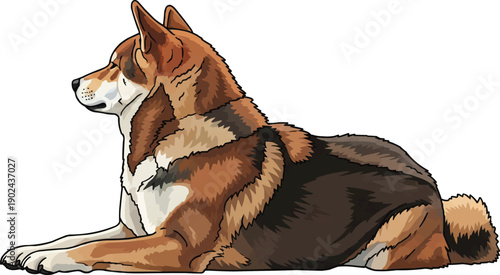 Shikoku dog lying down resting looking away vector illustration
