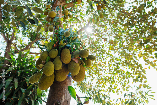 Bild auf Leinwand jackfruit