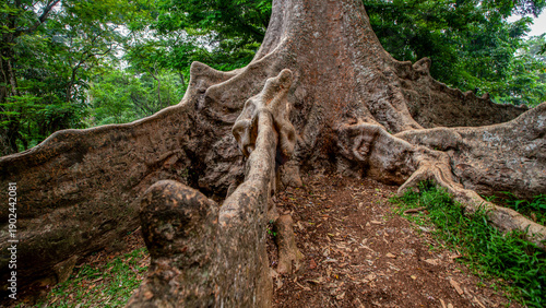 Monumental Buttress Roots of a Colossal Tropical Tree in a Dense Rainforest Jungle: Ancient Nature, Wood Texture, and Green Foliage in Humid Environment
