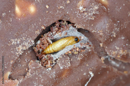 Pupa in chocolate of the Indian meal moth (Plodia interpunctella) alternative common names are hanger-downers, weevil, pantry, flour or grain moth.