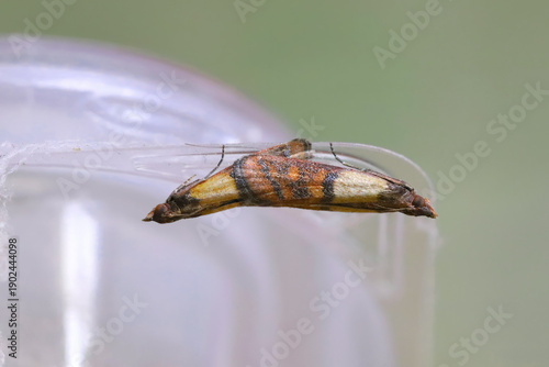 A mating on the edge of a plastic cup of the Indian meal moth (Plodia interpunctella) alternative common names are hanger-downers, weevil, pantry, flour or grain moth.