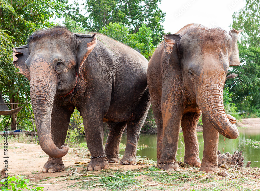 Fototapeta premium Two elephants standing near a pond with lush greenery in the background. Located in Ban Ta Klang, Surin Province, Thailand.