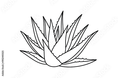 Minimal Aloe Vera Botanical Outline Drawing Line Art Vector illustration.
