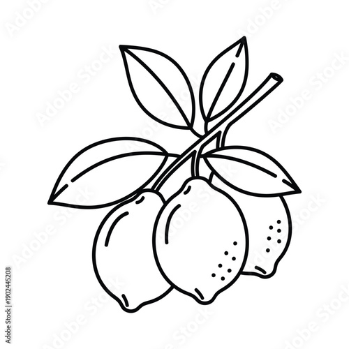 Lemon Branch with Citrus Fruit and Leaves Outline Line Art Vector illustration.