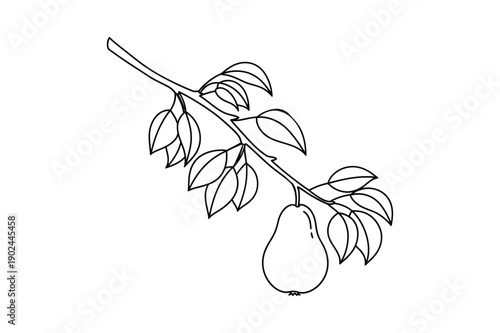 Minimal Pear Fruit Branch with Leaves Outline Drawing Line Art Vector illustration.