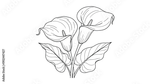 Elegant black and white line drawing of three calla lily flowers and leaves for sophisticated floral arrangements and wedding decor.