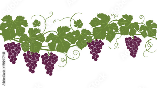 Horizontal decorative border of grapevine branches with lush green leaves and bunches of purple grapes for winery and harvest designs.