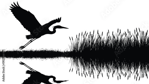 Black silhouette of a heron flying gracefully over marsh reeds with its reflection in the water for wildlife and nature themes.