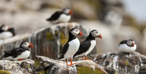 Foto Atlantic Puffins during their breeding season on the Farne Islands in Northumber
