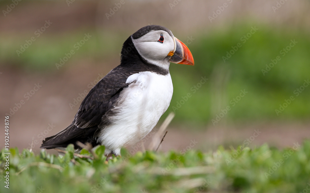 Obraz premium Atlantic Puffins during their breeding season on the Farne Islands in Northumberland, England