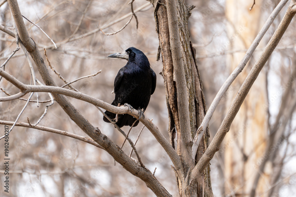 Fototapeta premium A lone adult rook (Corvus frugilegus) bird perched on a bare tree branch with a blurred natural background in early spring or winter. The large, intelligent black bird is shown in profile.