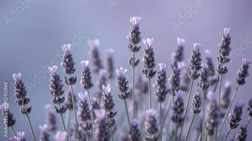 Calming Lavender Flower Background with Soft Relaxing Atmosphere