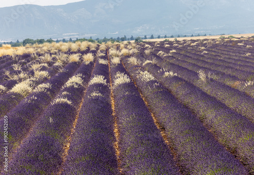 Cereals among lavender fields on the Plateau of Valensole. Provence, France.