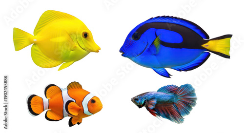 Colorful tropical fish group including yellow tang, blue tang, clownfish, and betta fish isolated on white background, perfect for aquatic themes