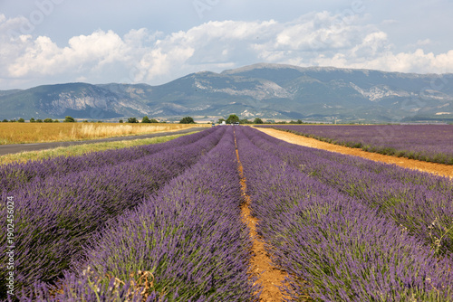 Long rows of blooming lavender fields on the Valensole Plateau. Provence, France.