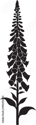 Foxglove flower silhouette illustration isolated on transparent background