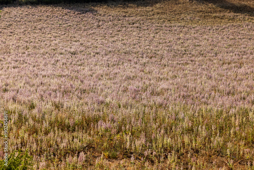 Fields of blooming sage on the Plateau of Valensole. Provence, France.