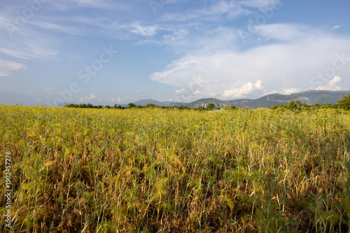 Fields of blooming fennel on the Plateau of Valensole. Provence, France.