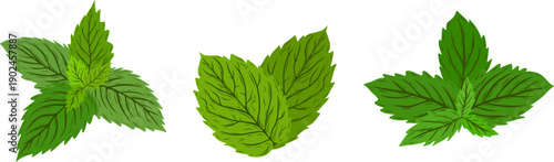 Vector set of green herbal leaves including mint, nettle or rosemary. Natural botanical illustrations for tea, cosmetics, organic food, wellness and packaging design.