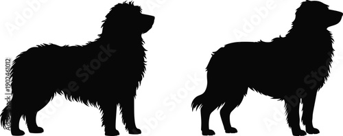 Two black silhouettes of fluffy mountain dogs standing in profile on a clean white background isolated