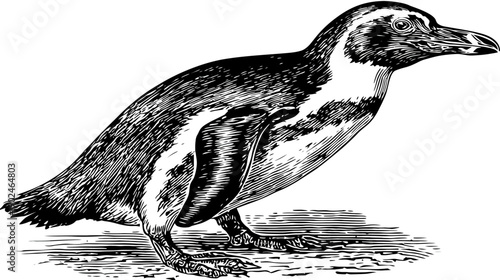Vintage black and white illustration of a standing penguin, an antique animal engraving perfect for historical or educational designs.