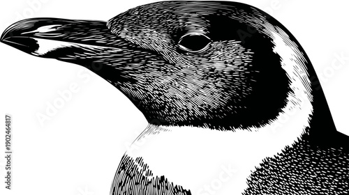 Elegant black and white vector illustration of a penguin in profile, close-up of arctic bird, graphic design element, animal art