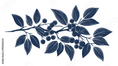 Elegant hand-drawn botanical branch illustration with dark blue berries and leaves, decorative foliage art on white background.
