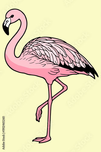 Andean Flamingo Standing on One Leg in Flat Design Style Vector Illustration