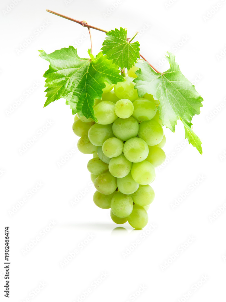 Obraz premium Weiße Weinrebe freigestellt auf weißem Hintergrund