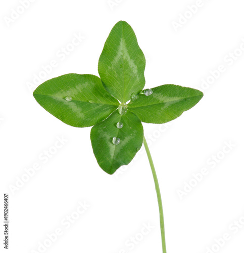 Grünes Kleeblatt mit vier Blättern