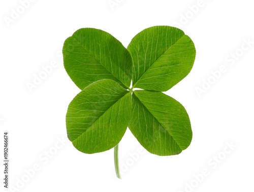 Grünes Kleeblatt mit vier Blättern