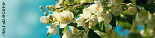 Jasmine flowers blossoming on the bush against sky