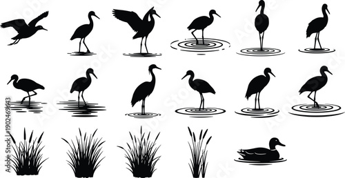 bird heron egret stork crane duck wetland water nature wildlife silhouette vector illustration