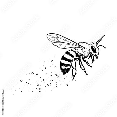 Flying honey bee drawing